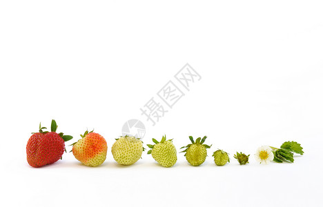 草莓生长上白色孤立图片