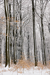 冬天美丽的山毛榉树林图片