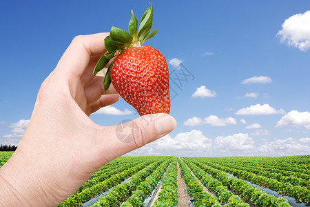 手拿着大草莓背景是草莓田背景图片