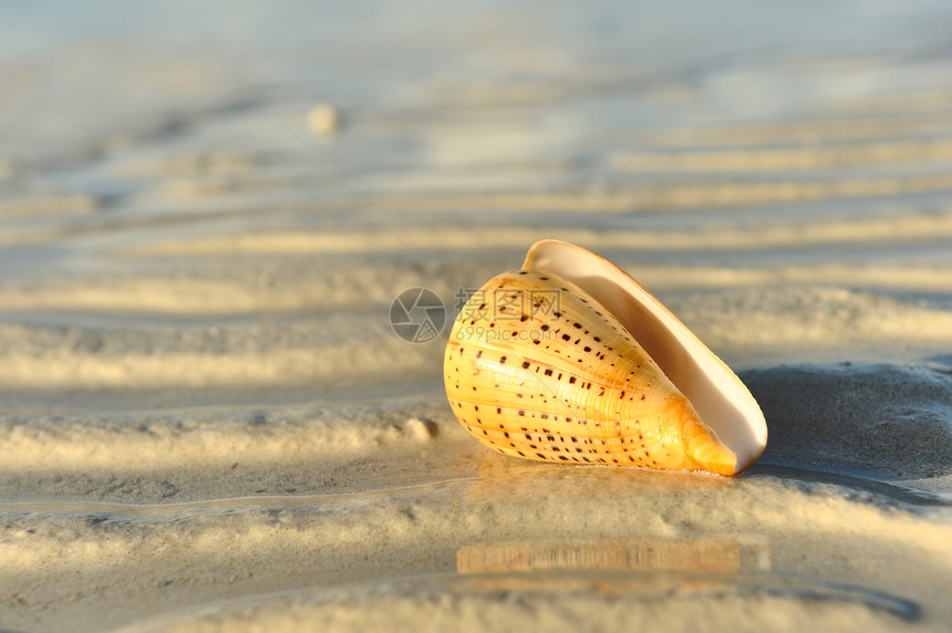 退潮时海滩上的贝壳图片