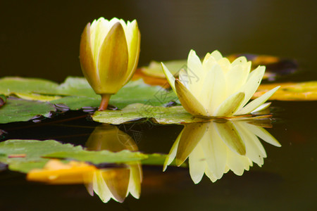 白色黄莲花和它反射图片