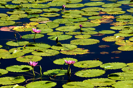 这个池塘位于佛罗里达州奥兰多的动物迪图片