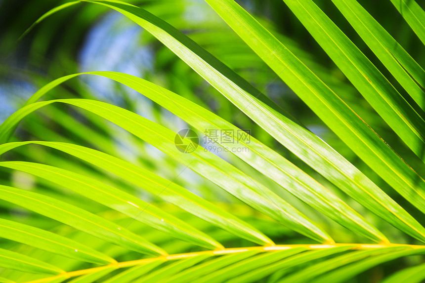 绿色热带花园棕图片