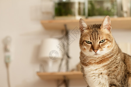 愤怒的猫和不愉快的表情站在图片