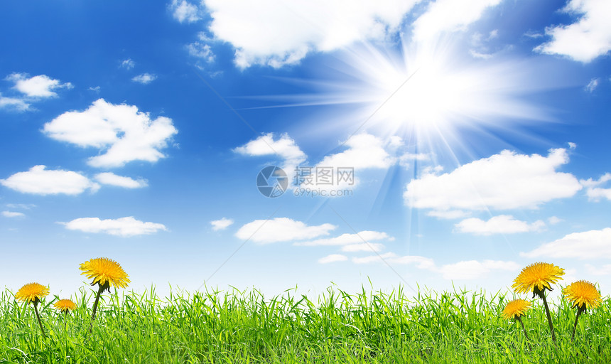 蓝天白云下绿草丛中的蒲公英图片