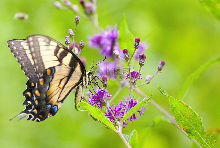 一只老虎燕尾蝴蝶坐在花图片