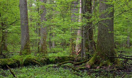 天然林中的巨型橡树群和包着的图片