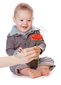 小婴儿看着红色的花被白色隔离图片