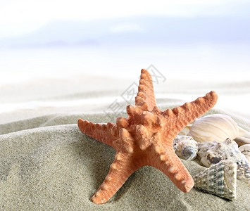 热带海滩上的海星和贝壳图片