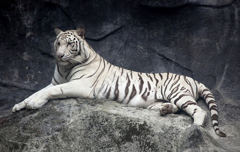 白老虎照片图片