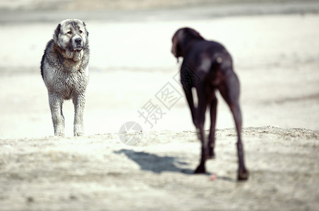 中亚牧羊犬和库尔扎户外会面自然光图片