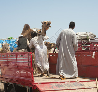 非洲骆驼市场一家非洲骆驼市场的贝都因商人将屈甲图片