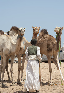 非洲骆驼市场贝都因人贸易商图片