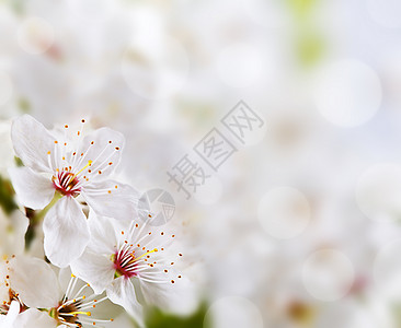 柔和的花卉背景春天的花朵图片