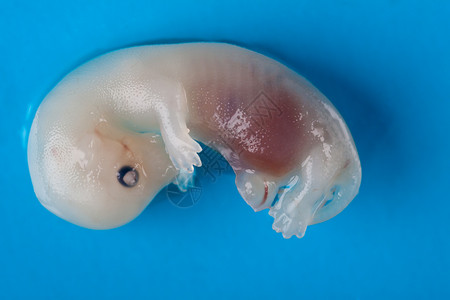 蓝色背景上孤立的水貂胚胎图片