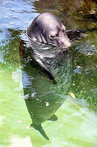 一种罕见的夏威夷海豹在火奴鲁一个图片