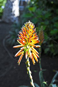 阳光下美丽的Aloe图片