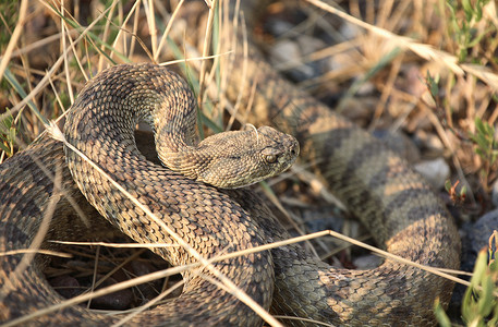 响尾蛇卷曲在萨斯喀彻温省公路旁图片