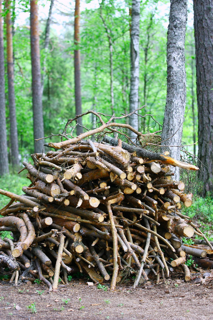 一堆树枝柴火在森林里图片