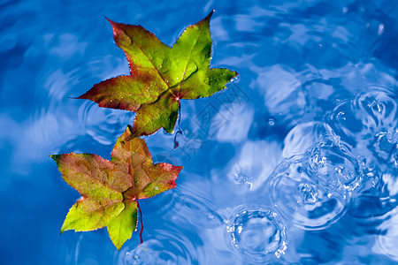 下着雨的落叶在水坑中图片