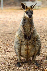 澳大利亚的袋鼠图片