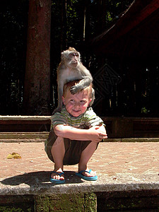 猴子攻击猴子森林中的儿童以获图片