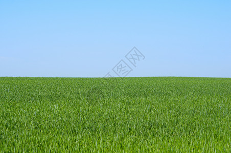 蓝天空背景的春麦田图片