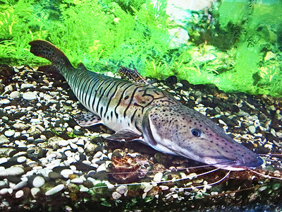 热带鱼类Pseudoplatistoma图片