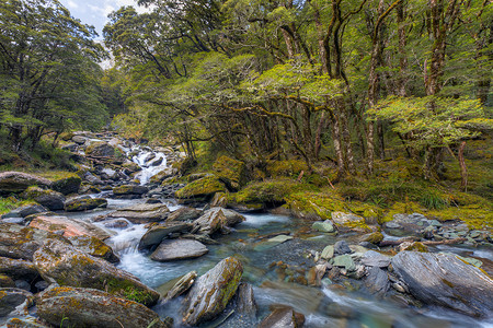 山间溪流冲过山毛榉树林图片