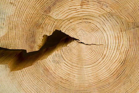 一棵老树的干涸的结构图片