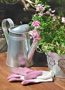 Verbena在一个金属锅里和园艺手套粉红色图片