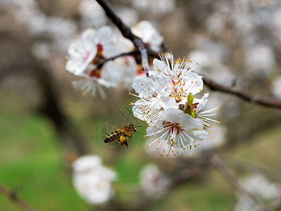 蜜蜂在花园里采集花蜜图片