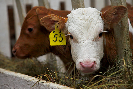 牛棚里的两只小牛犊图片