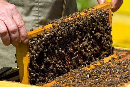蜜蜂和蜜的蜂窝图片