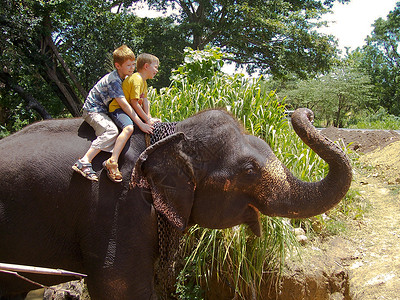 骑在大象背上的男孩图片