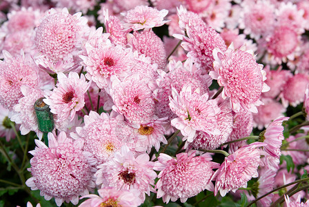甜美的粉红色菊花图片