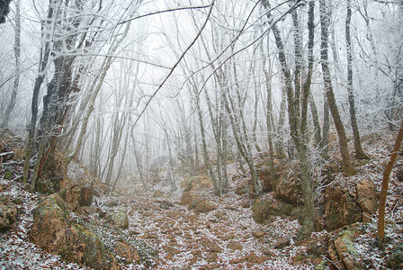 冬季寒冷的森图片