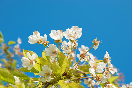 蓝天背景的白樱桃花背景图片