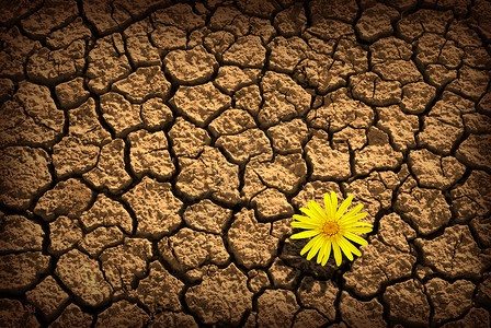 开裂和干燥的土壤模式与一朵花图片