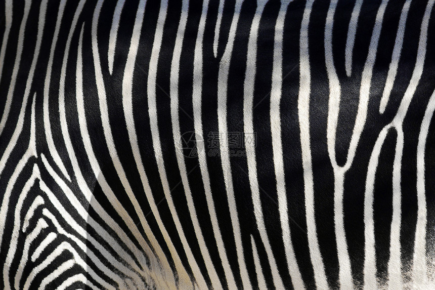 斑马皮肤的黑白纹理equus图片