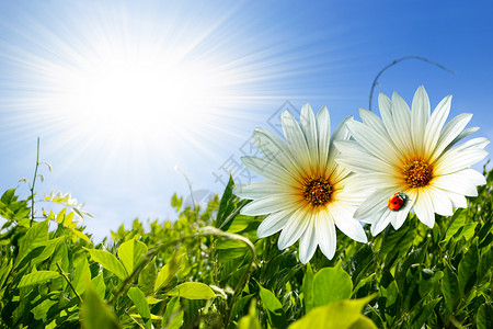 绿叶子和两只小菊花还有在阳光明媚的背景图片