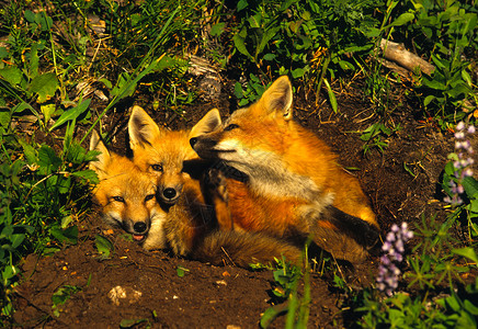 三只可爱的红狐狸小狗在图片