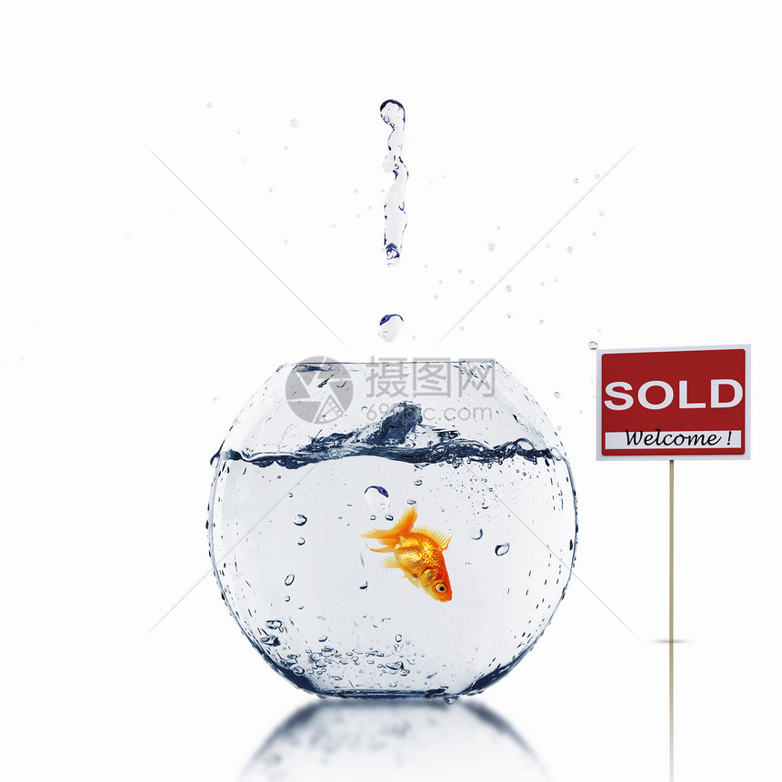 鱼缸中的金鱼带有销售标志图片