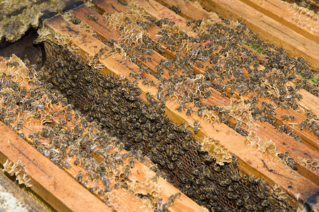 蜜蜂和蜜的蜂窝图片