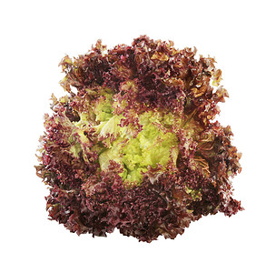 白色上的紫莴苣大束图片