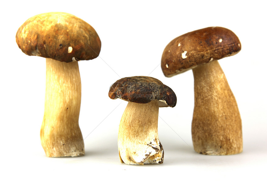 蘑菇波西图片