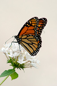 帝王蝶躺在白色的五角花上图片