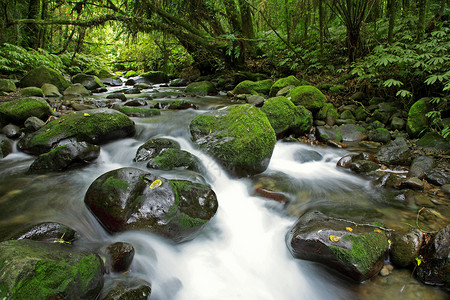 新西兰森林中的溪流图片