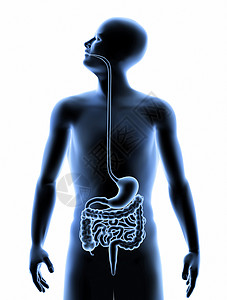 手掰肠人体内部消化系统的3D图像健康的生活方式医疗设计图片