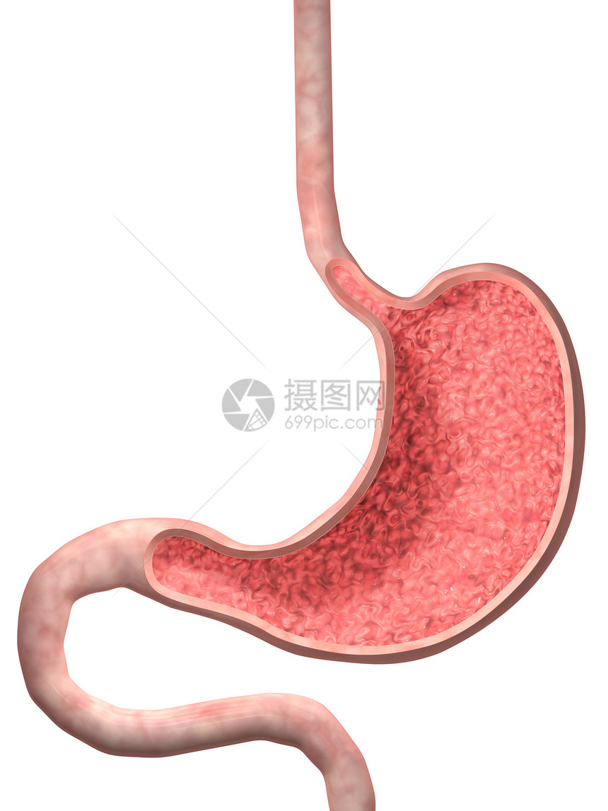 人胃的3D图像图片